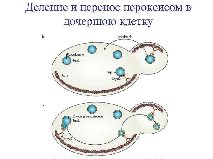 Деление и перенос пероксисом в дочернюю клетку 