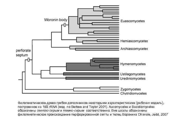 Филогенетическое древо грибов дополненное некоторыми характеристиками (рабочая модель), построенное на 18 S r. RNA