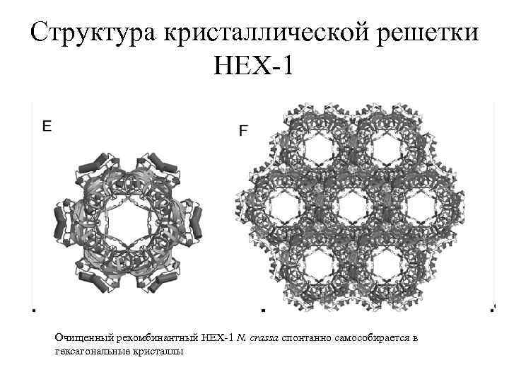 Структура кристаллической решетки HEX-1 Очищенный рекомбинантный HEX-1 N. crassa спонтанно самособирается в гексагональные кристаллы