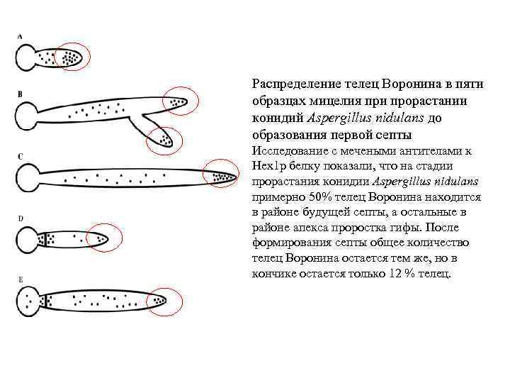 Распределение телец Воронина в пяти образцах мицелия при прорастании конидий Aspergillus nidulans до образования