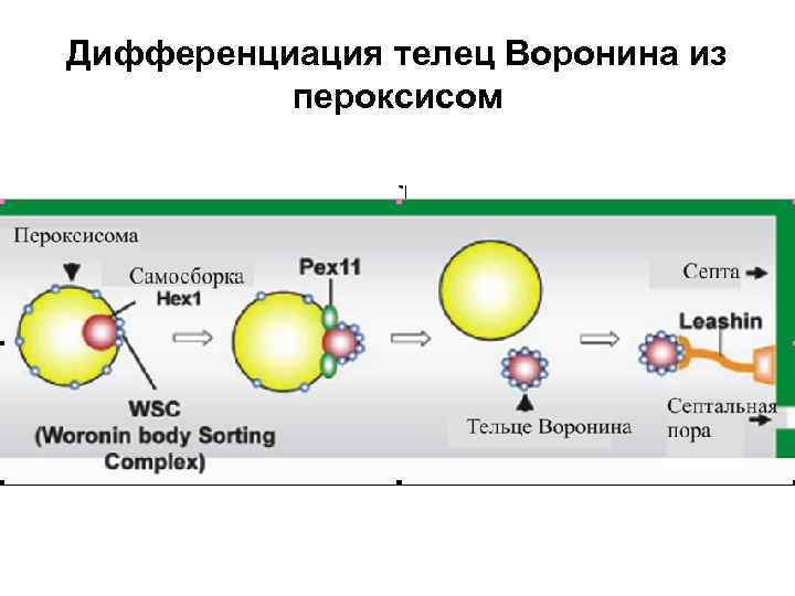 Дифференциация телец Воронина из пероксисом 