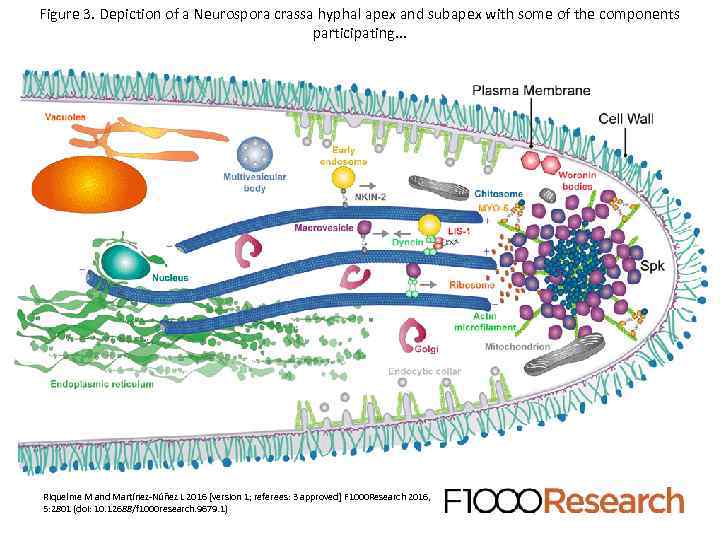 Figure 3. Depiction of a Neurospora crassa hyphal apex and subapex with some of