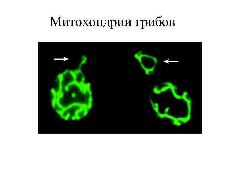 Митохондрии грибов 