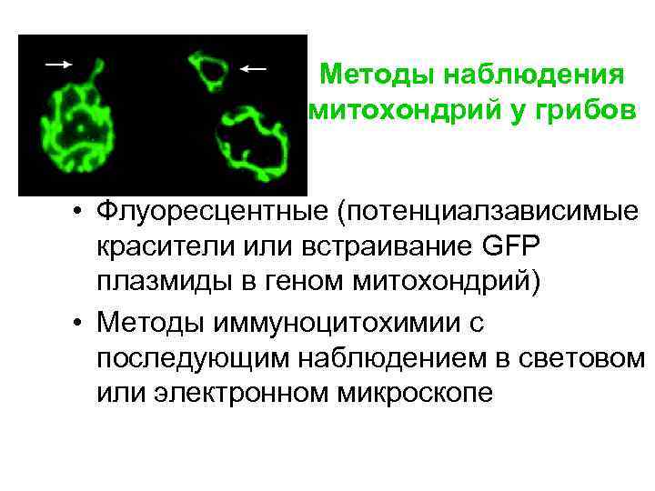 Методы наблюдения митохондрий у грибов • Флуоресцентные (потенциалзависимые красители или встраивание GFP плазмиды в