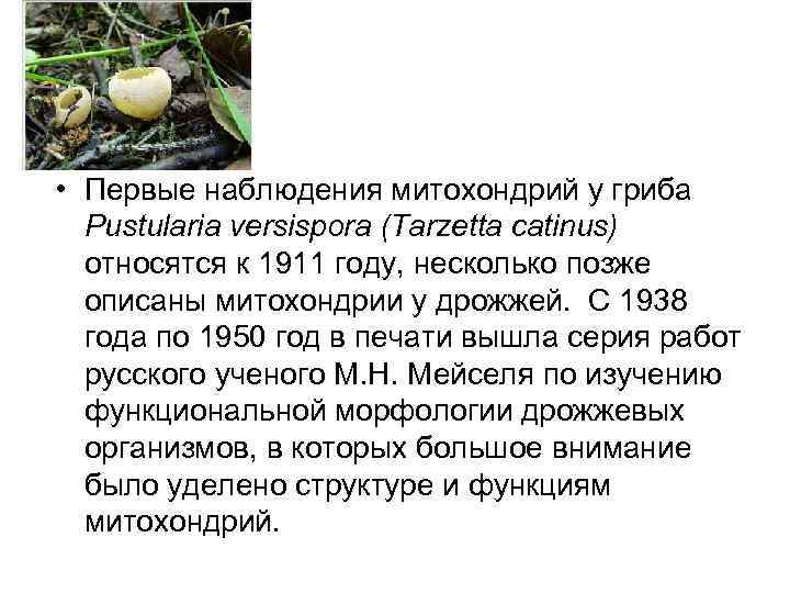 • Первые наблюдения митохондрий у гриба Pustularia versispora (Tarzetta catinus) относятся к 1911
