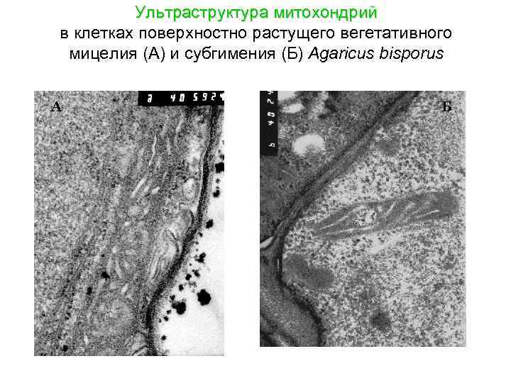 Ультраструктура митохондрий в клетках поверхностно растущего вегетативного мицелия (А) и субгимения (Б) Agaricus bisporus
