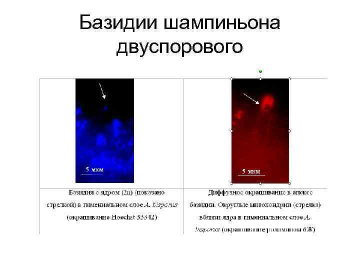 Базидии шампиньона двуспорового 