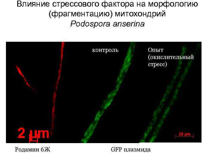 Влияние стрессового фактора на морфологию (фрагментацию) митохондрий Podospora anserina контроль Родамин 6 Ж Опыт