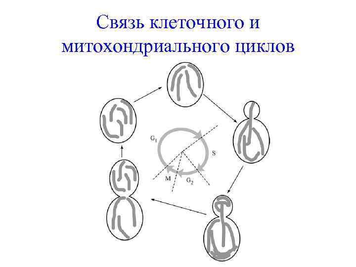 Связь клеточного и митохондриального циклов 