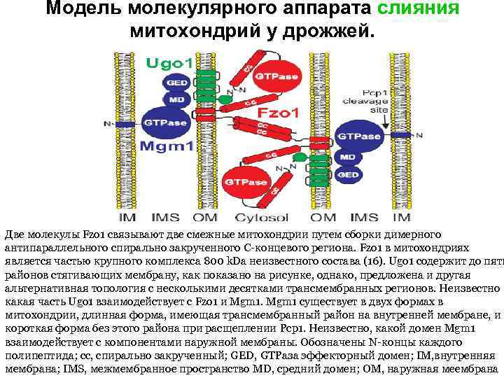 Модель молекулярного аппарата слияния митохондрий у дрожжей. Две молекулы Fzo 1 связывают две смежные