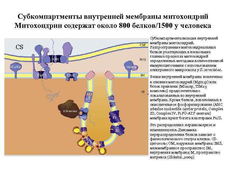 Субкомпартменты внутренней мембраны митохондрий Митохондрии содержат около 800 белков/1500 у человека CS Субкомпартментализация внутренней