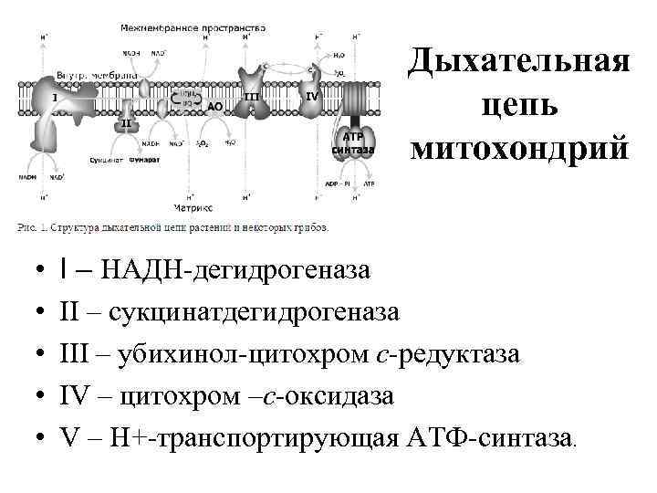 Дыхательная цепь митохондрий • • • I – НАДН-дегидрогеназа II – сукцинатдегидрогеназа III –