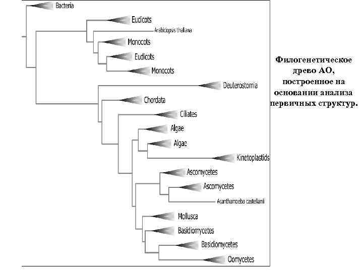 Филогенетическое древо АО, построенное на основании анализа первичных структур. 
