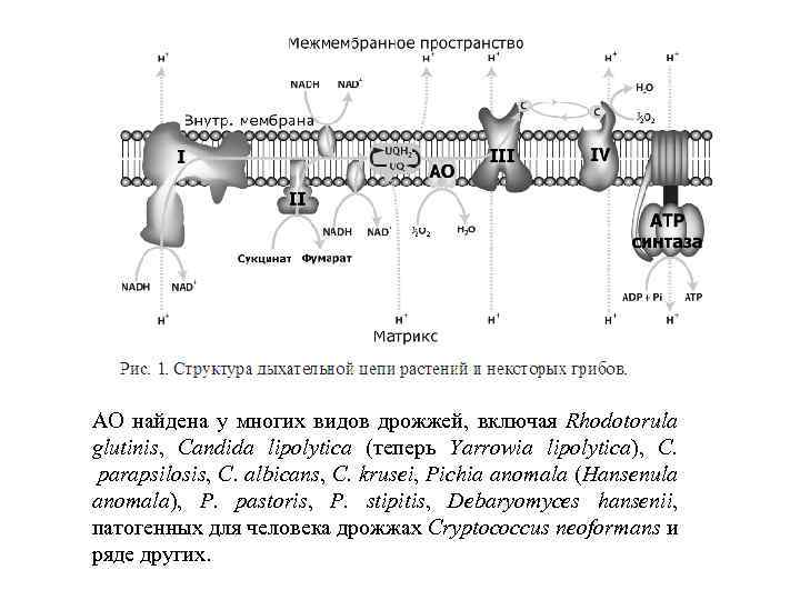 АО найдена у многих видов дрожжей, включая Rhodotorula glutinis, Candida lipolytica (теперь Yarrowia lipolytica),