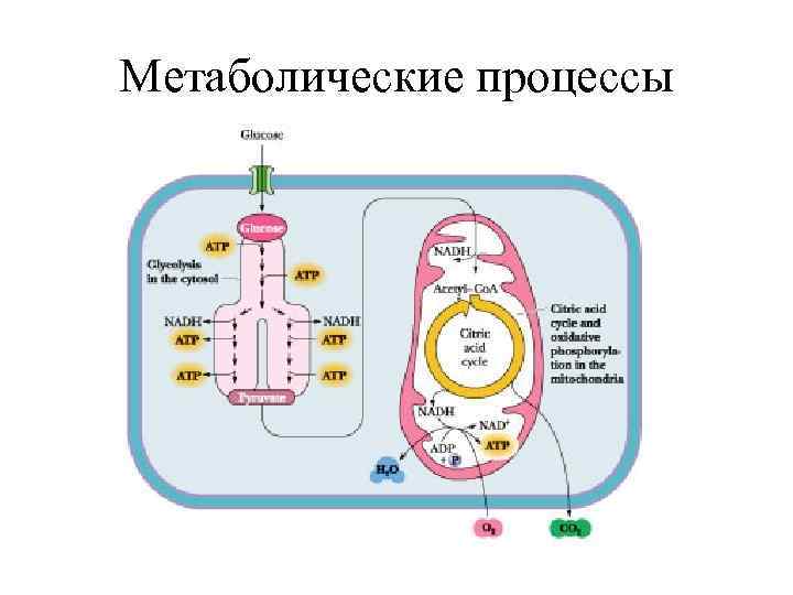 Метаболические процессы 