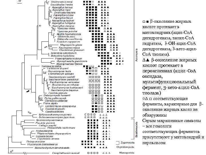 □ ■ β-окисление жирных кислот протекает в митохондриях (ацил-Со. А дегидрогеназа, эноил-Со. А гидратаза,
