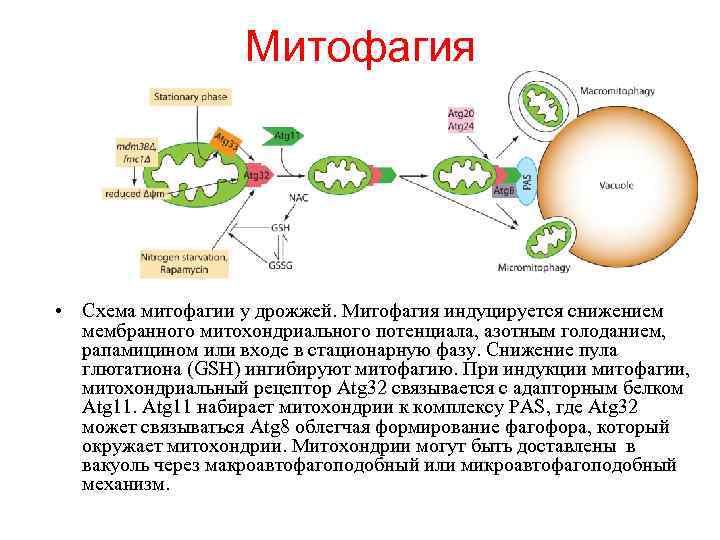Митофагия • Схема митофагии у дрожжей. Митофагия индуцируется снижением мембранного митохондриального потенциала, азотным голоданием,