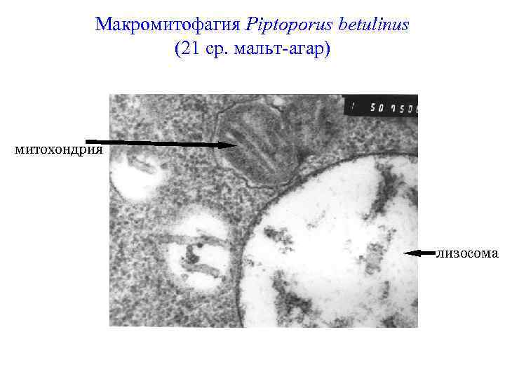Макромитофагия Piptoporus betulinus (21 ср. мальт-агар) митохондрия лизосома 