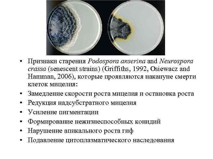 • Признаки старения Podospora anserina and Neurospora crassa (senescent strains) (Griffiths, 1992, Osiewacz