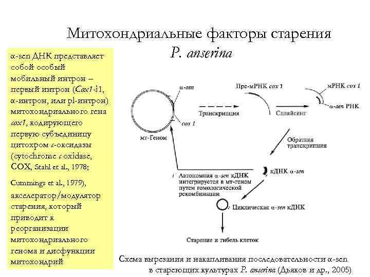 Митохондриальные факторы старения P. anserina α-sen ДНК представляет собой особый мобильный интрон – первый