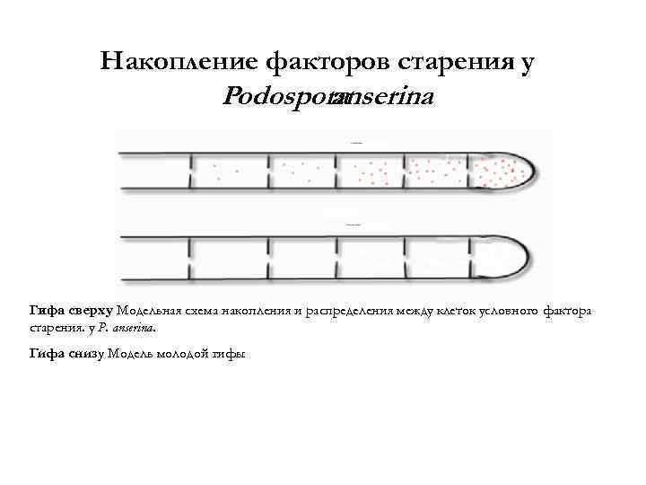 Накопление факторов старения у Рodospora anserina Гифа сверху Модельная схема накопления и распределения между