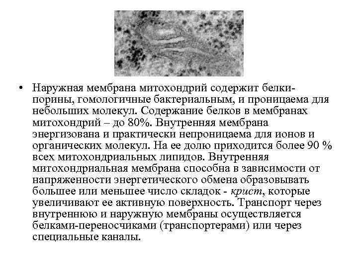 • Наружная мембрана митохондрий содержит белкипорины, гомологичные бактериальным, и проницаема для небольших молекул.