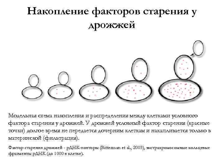 Накопление факторов старения у дрожжей Модельная схема накопления и распределения между клетками условного фактора