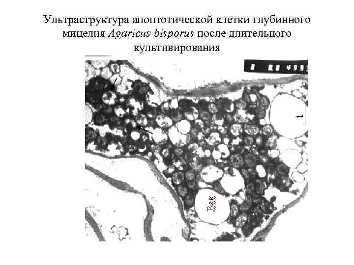 Ультраструктура апоптотической клетки глубинного мицелия Agaricus bisporus после длительного культивирования 