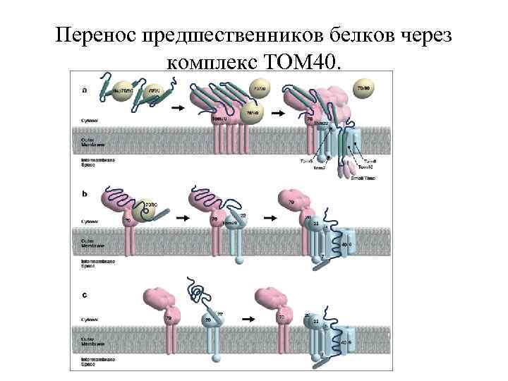 Перенос предшественников белков через комплекс TOM 40. 