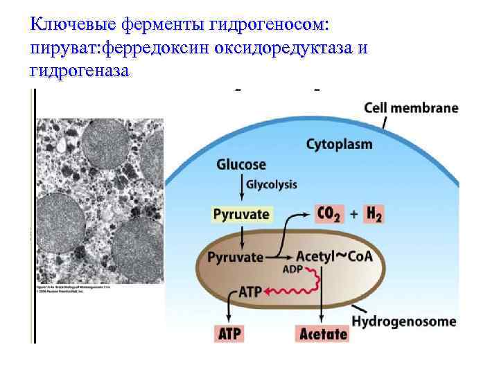 Ключевые ферменты гидрогеносом: пируват: ферредоксин оксидоредуктаза и гидрогеназа 