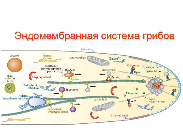 Грибы эукариоты. Эндомембранная система клетки. Эндомембранная система эукариот. Эндомембранная система прокариот. Система грибов.