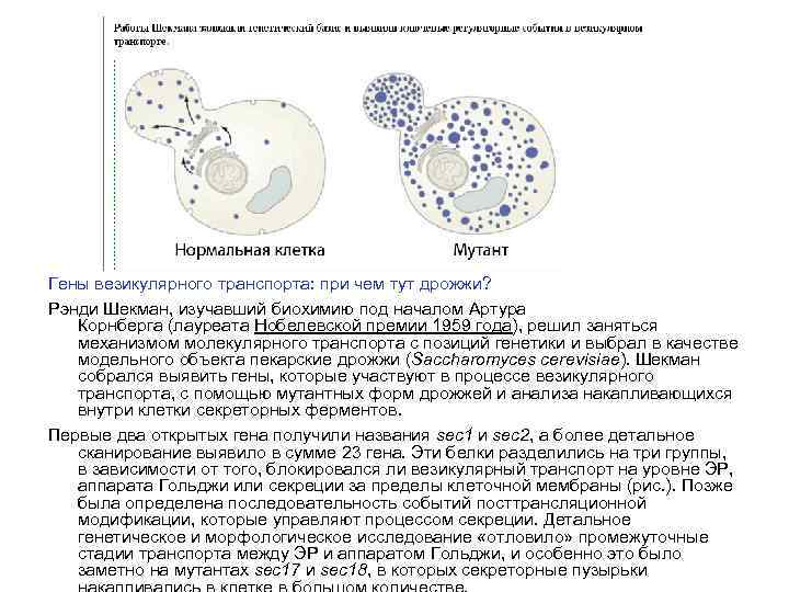 Гены везикулярного транспорта: при чем тут дрожжи? Рэнди Шекман, изучавший биохимию под началом Артура