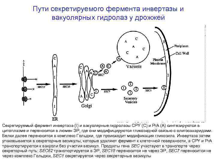 Пути секретируемого фермента инвертазы и вакуолярных гидролаз у дрожжей Секретируемый фермент инвертаза (I) и