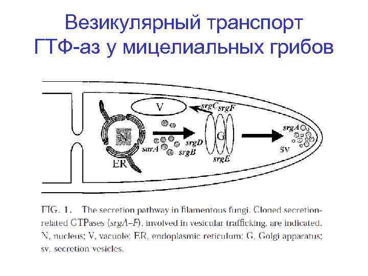 Везикулярный транспорт ГТФ-аз у мицелиальных грибов 