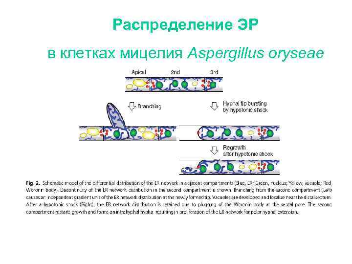 Распределение ЭР в клетках мицелия Aspergillus oryseae 