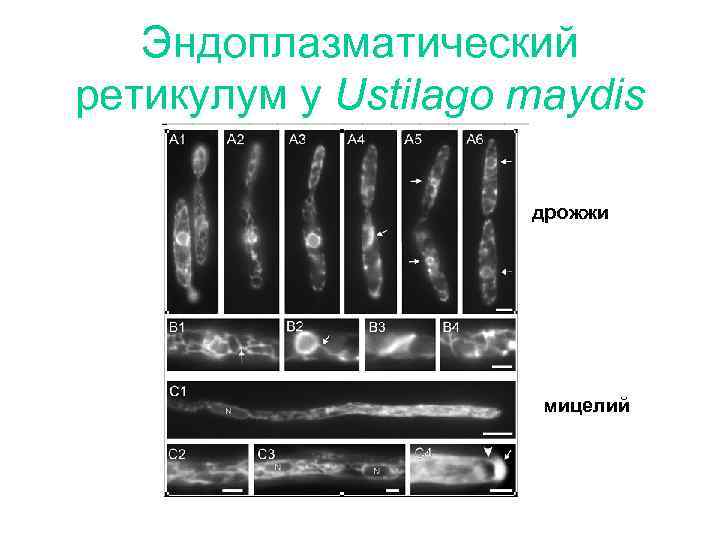 Эндоплазматический ретикулум у Ustilago maydis дрожжи мицелий 