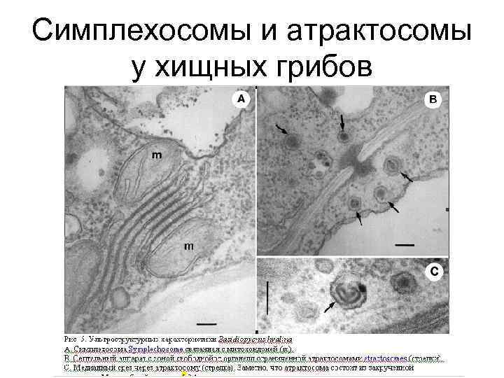 Симплехосомы и атрактосомы у хищных грибов 