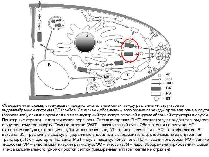 Схема объединенная это