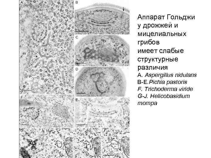 Аппарат Гольджи у дрожжей и мицелиальных грибов имеет слабые структурные различия А. Aspergillus nidulans