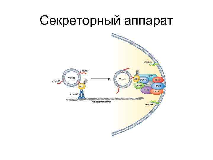 Секреторный аппарат 