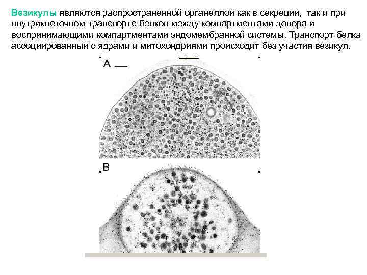 Везикулы являются распространенной органеллой как в секреции, так и при внутриклеточном транспорте белков между