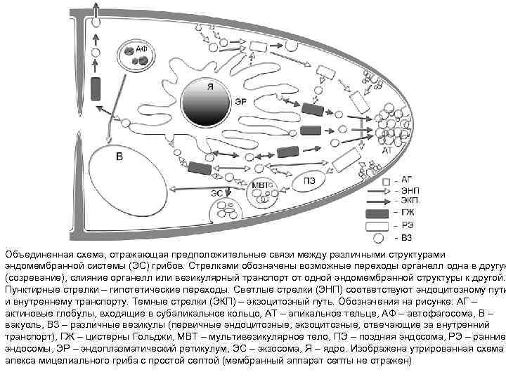 Объединенная схема, отражающая предположительные связи между различными структурами эндомембранной системы (ЭС) грибов. Стрелками обозначены