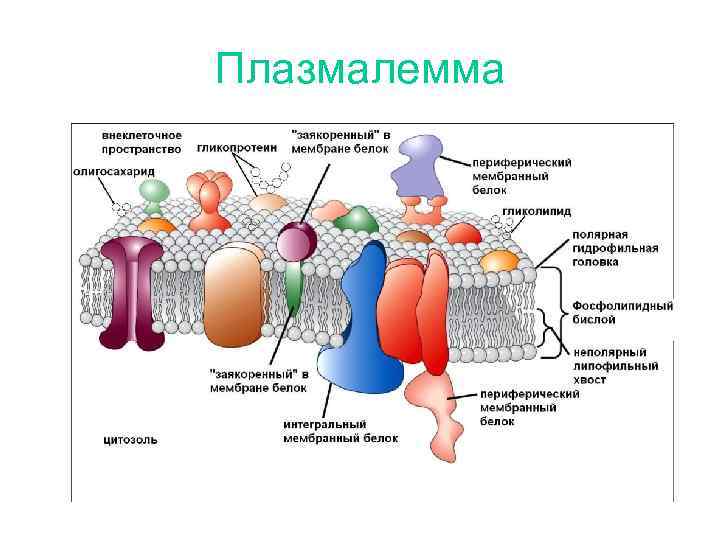 Плазмалемма 