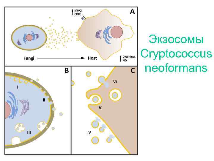 Экзосомы Cryptococcus neoformans 