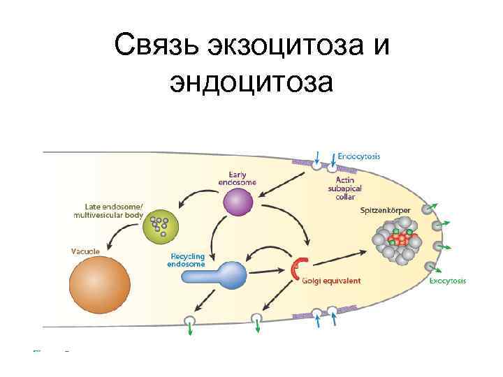 Связь экзоцитоза и эндоцитоза 