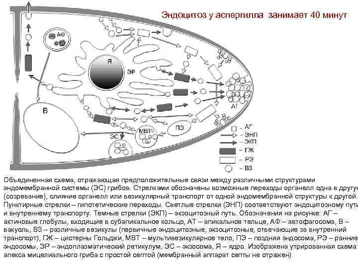 Эндоцитоз у аспергилла занимает 40 минут Объединенная схема, отражающая предположительные связи между различными структурами