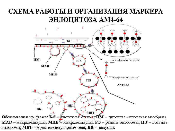 СХЕМА РАБОТЫ И ОРГАНИЗАЦИЯ МАРКЕРА ЭНДОЦИТОЗА AM 4 -64 Обозначения на схеме: КС –