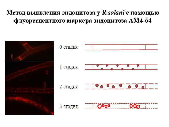 Метод выявления эндоцитоза у R. solani с помощью флуоресцентного маркера эндоцитоза АМ 4 -64