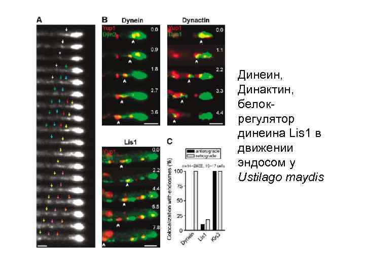 Динеин, Динактин, белокрегулятор динеина Lis 1 в движении эндосом у Ustilago maydis 