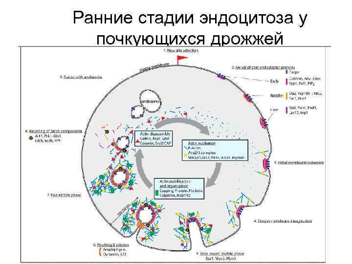 Ранние стадии эндоцитоза у почкующихся дрожжей 